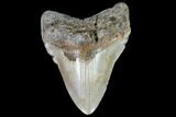 Giant, Fossil Megalodon Tooth - North Carolina #108874-1